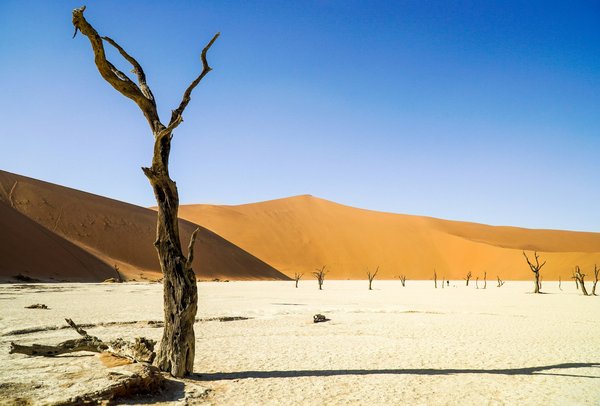 Où découvrir les traditions culinaires des tribus Himba en Namibie?